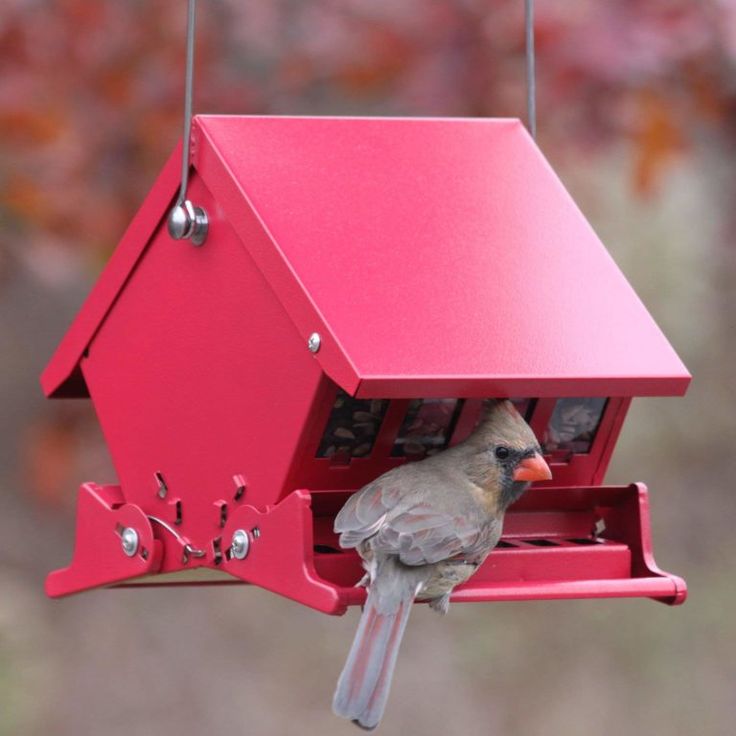 Squirrel proof bird feeder experts anti squirrel birds feeder guide
