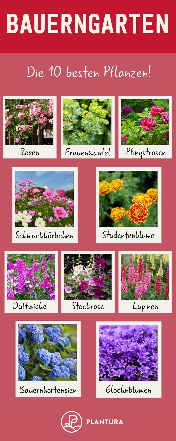 Bauerngarten: Die 10 besten Pflanzen! Ein Bauerngarten kann ein echter Traum sei...