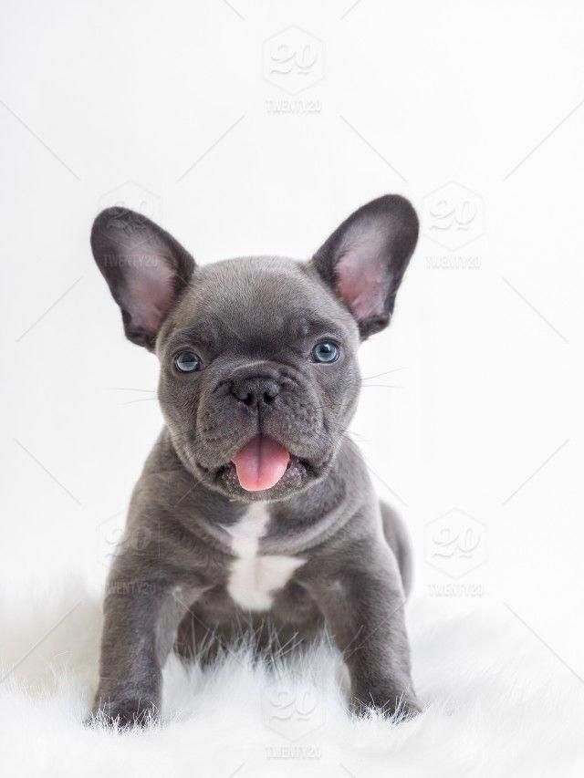 Cute Baby Animals Hd Photos Cutepuppypictureshd Cute Pets