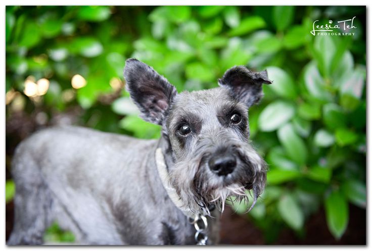 Low Fat Dog Food For Miniature Schnauzer Low Fat Dog Food For Miniature Schnauzer