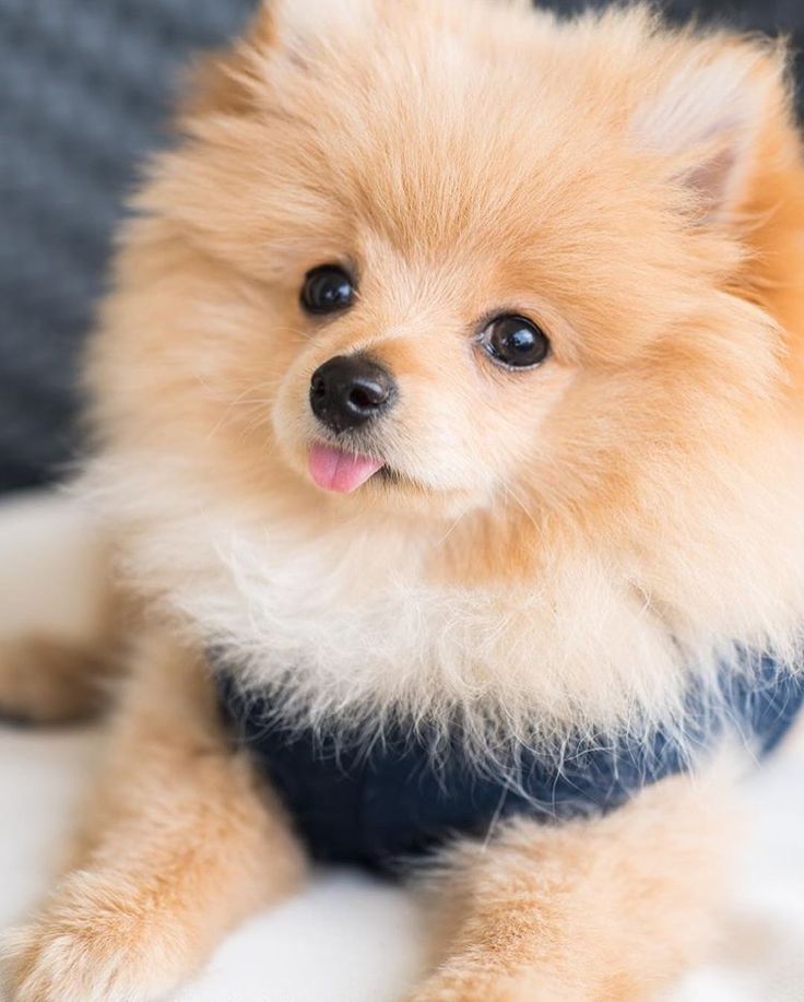 What Type Of Dog Is Kong Da Savage King Kong da Pom is so savage you can tell by the first look! | Cute