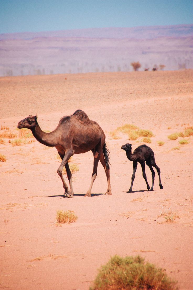 and baby baby camels www pixshark images galleries with a bite and baby baby camels www pixshark images galleries with a bite