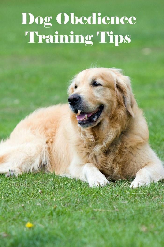 Everything About The Trustworthy Golden Retriever Dogs Temperament