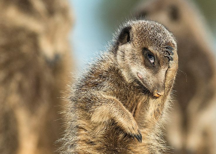 Фото Сурикатов Прикольные Фото Сурикатов Прикольные