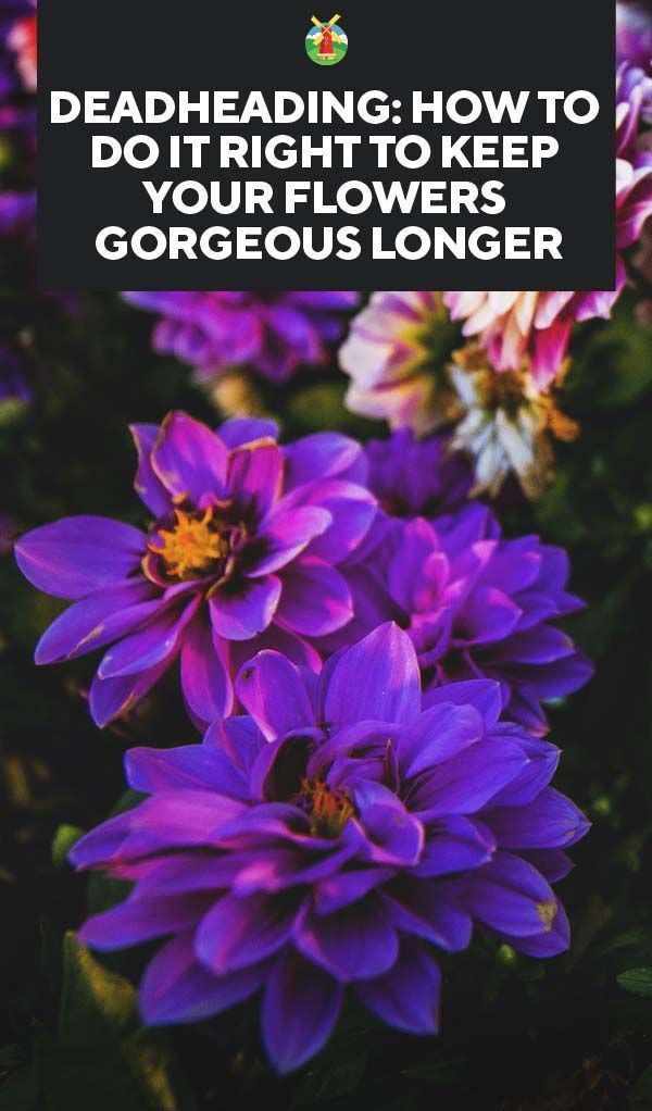 More Flowers Please Deadheading Flowers To Increase Blooming Garden Therapy In 2020 Gardening For Beginners Deadheading Flowers Garden Bloggers