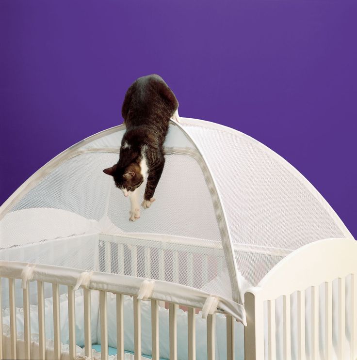 Crib Tents Are A Solution To Keeping Cats Out Of Baby Beds Exclusively Cats Veterinary Baby Nurseries Ideasnursery Crib Tents Are A Solution To Keeping Cats Out Of Baby Beds Exclusively Cats Veterinary Baby Nurseries Ideasnursery