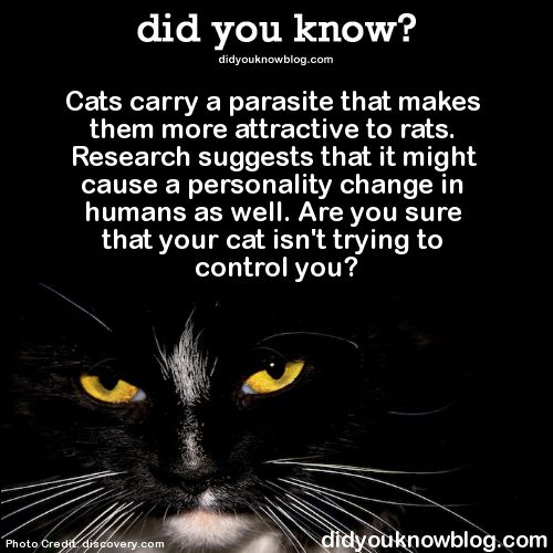 Parasite That Makes Humans Love Cats Parasite That Makes Humans Love Cats