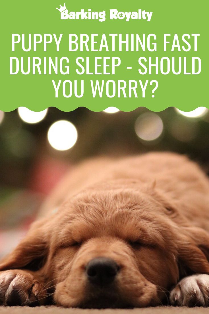 Puppy Breathing Fast Sleeping