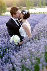 43 Best Lavender Fields Wedding Images On Pinterest Image Result For Lavender Farm California Wedding