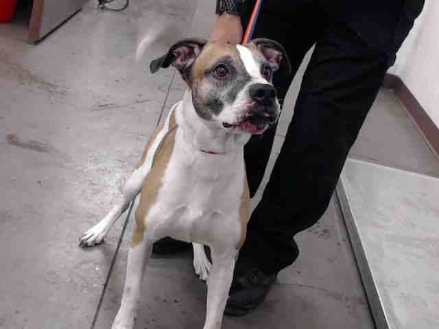 Petharbor Com Animal Shelter Adopt A Pet Dogs Cats Puppies