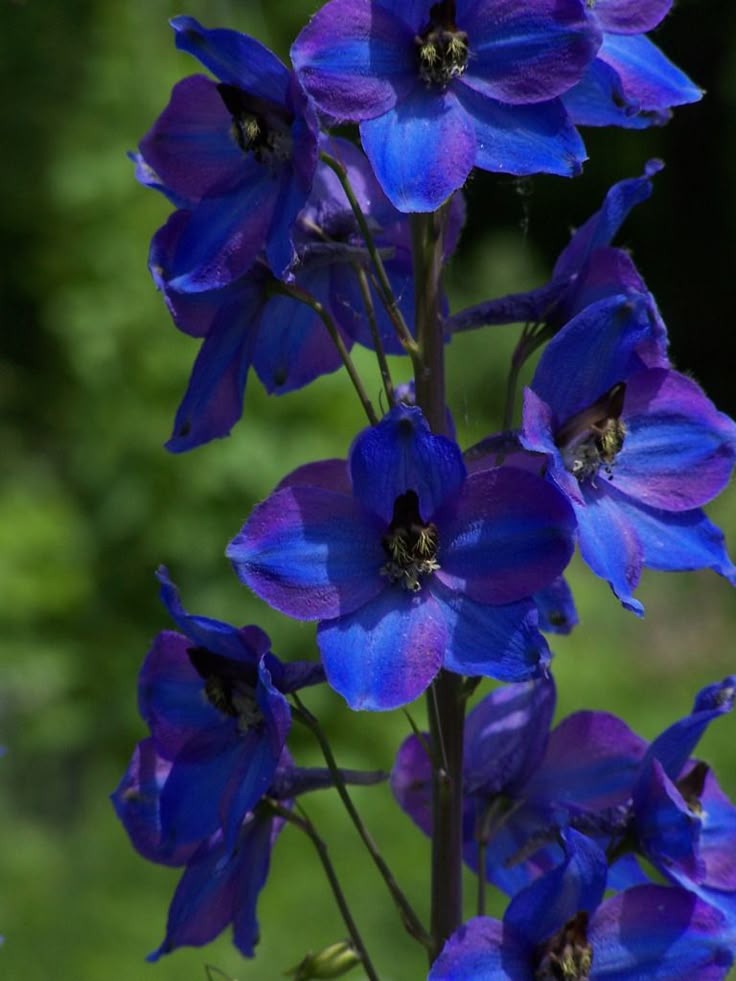 best 25 larkspur flower tattoos ideas on pinterest larkspur best 25 larkspur flower tattoos ideas on pinterest larkspur