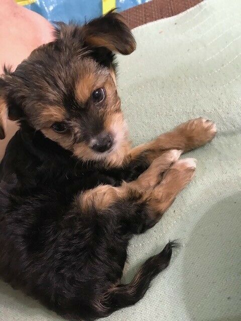 Yorkie Chinese Crested Hairless Males Dogs Puppies For