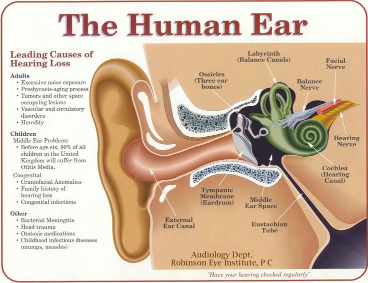 14 best ears hearing images on pinterest human body medical ears chart