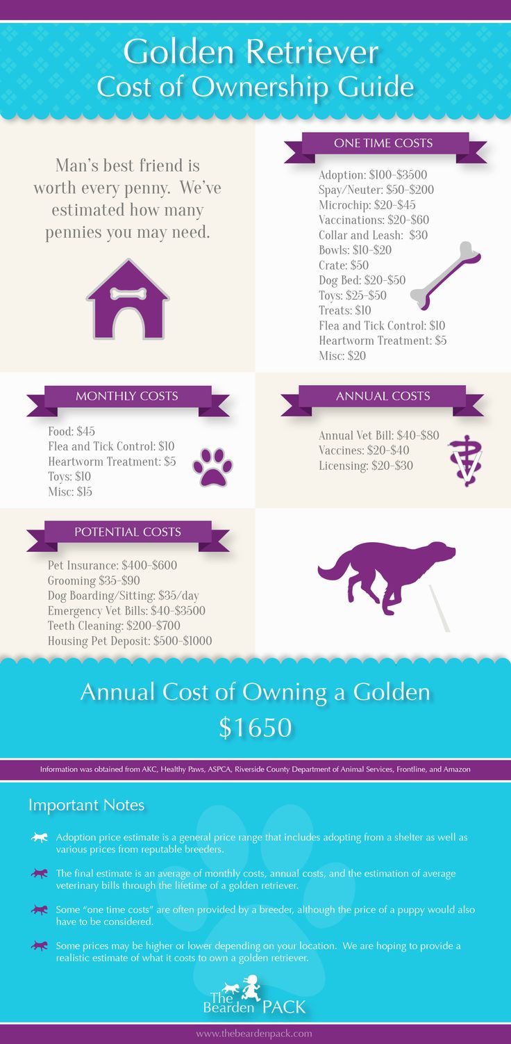 golden retriever guide 25 b 228 sta golden retriever id 233 erna p 229 golden retriever guide 25 b 228 sta golden retriever id 233 erna p 229