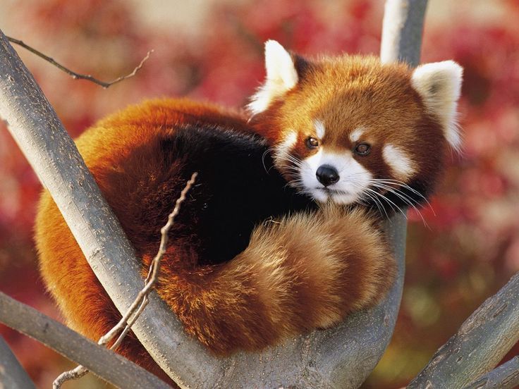 Pin By Hidayet Sngz On Animaux Red Panda Red Panda Baby Animals Beautiful Pin By Hidayet Sngz On Animaux Red Panda Red Panda Baby Animals Beautiful
