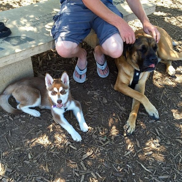 puppies fort collins 213 best colorado parks images on park playground and cubs puppies fort collins 213 best colorado parks images on park playground and cubs
