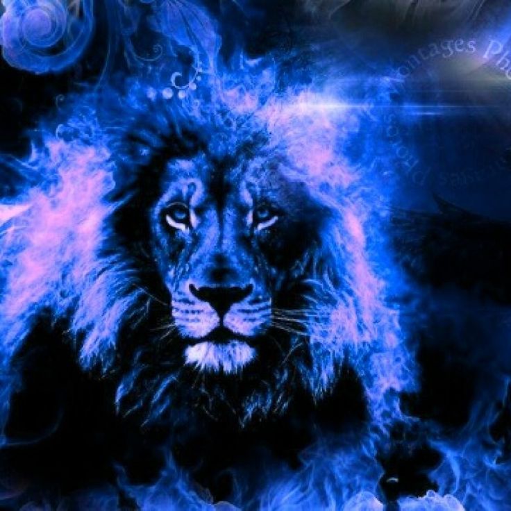 Pin on ROAR Lion of judah, Lion, Revelation