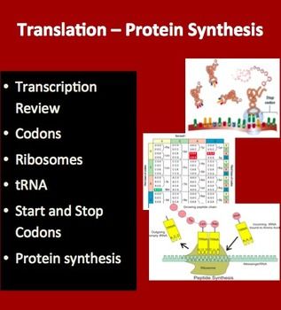 ap bio essay protein synthesis Semester 1 biology project here is an ap level understanding of the beginning of protein synthesis translation and mrna processing are covered song. ap bio essay protein synthesis Semester 1 biology project here is an ap level understanding of the beginning of protein synthesis translation and mrna processing are covered song.