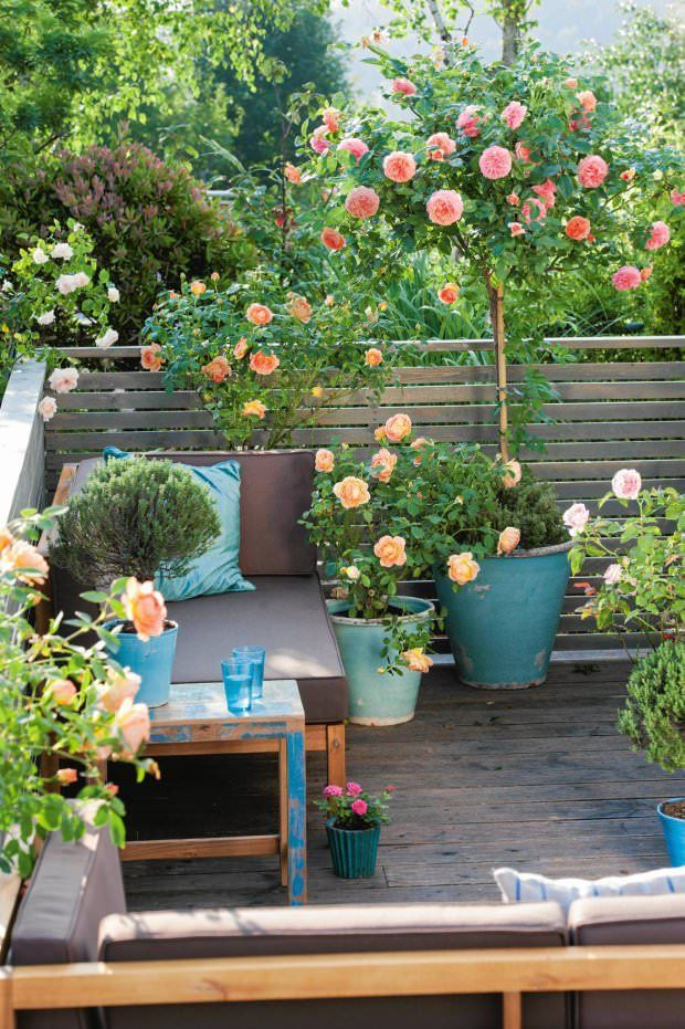 25+ Best Terrace Garden Ideas On Pinterest Garden Seating How to Grow Roses on Balcony, Patio and Terrace - 25+ Best Terrace Garden Ideas On Pinterest Garden Seating