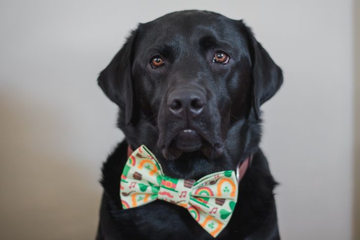 Therapy Dog Bow Collar Flower Only The Best For Your Best Friend Hair Bow Pumpkin Spice Snap-In Dog Bows\u00ae Bow Tie Bow Tie Sailor Bow