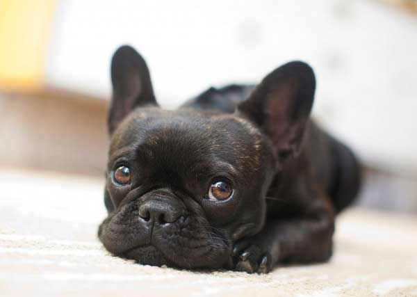 Best Brush For French Bulldog Grooming And Coat Care With Images Best Brush For French Bulldog Grooming