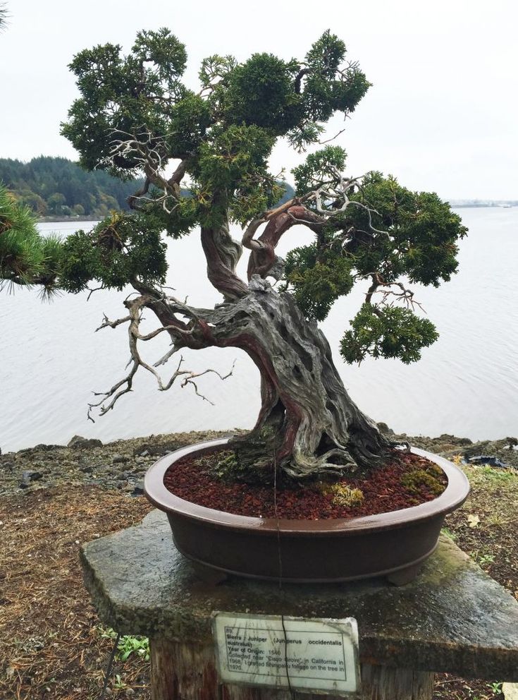 33 Best Of Bonsai society Near Me Pics - Bonsai Gallery | Indoor bonsai tree, Bonsai, Bonsai garden 33 Best Of Bonsai society Near Me Pics - Bonsai Gallery | Indoor bonsai tree, Bonsai, Bonsai garden