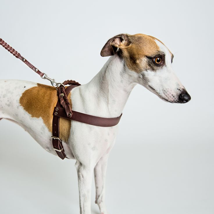 Cat Collars For Dog Cat Collars For Dog