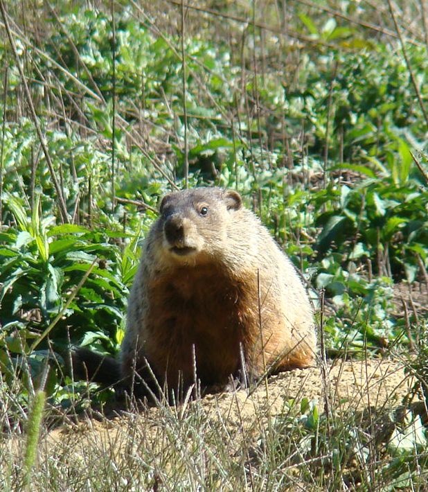 groundhog day utah 320 best in to easter images on groundhog day utah 320 best in to easter images on
