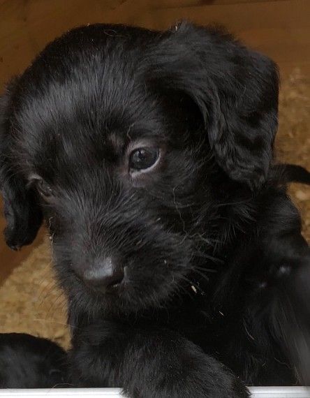 Latest punjabi songs video download djpunjab Miniature labradoodle puppies for sale cambridgeshire