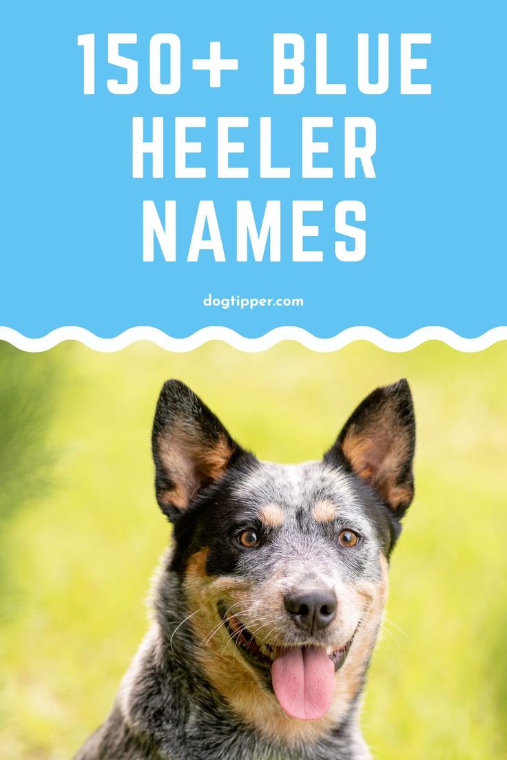 150 Blue Heeler Names For Your Australian Cattle Dog 150 Blue Heeler Names For Your Australian Cattle Dog