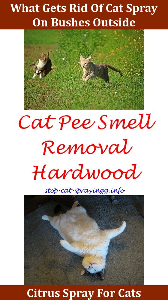 cat urine kittens cat deterrent spray for christmas treesfemale cat spraying cat spray smell - How To Keep Cat Away From Christmas Tree cat urine kittens cat deterrent spray for christmas treesfemale cat spraying cat spray smell - How To Keep Cat Away From Christmas Tree