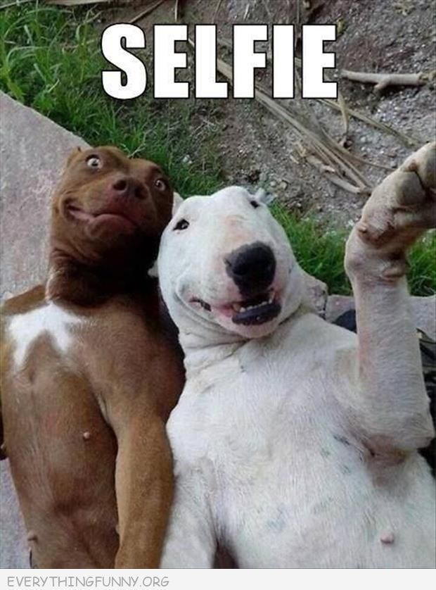Funny Pictures About Dogs Get In On The Selfie Action Oh And Cool Pics About Dogs Get In On The Selfie Action Also Dogs Get In On The Selfie Action Funny Pictures About Dogs Get In On The Selfie Action Oh And Cool Pics About Dogs Get In On The Selfie Action Also Dogs Get In On The Selfie Action