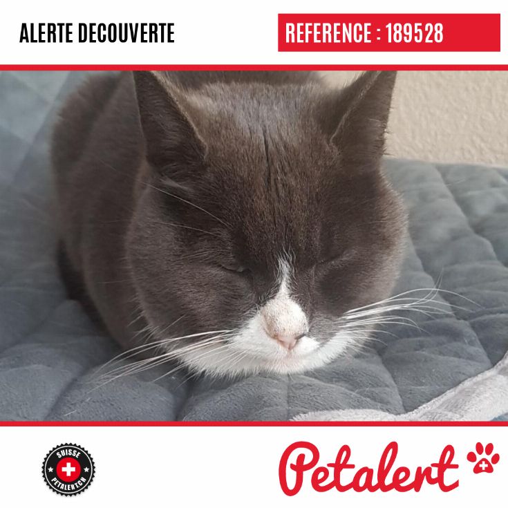 08 10 2019 Chat Cheyres Chablesfribourg Suisse