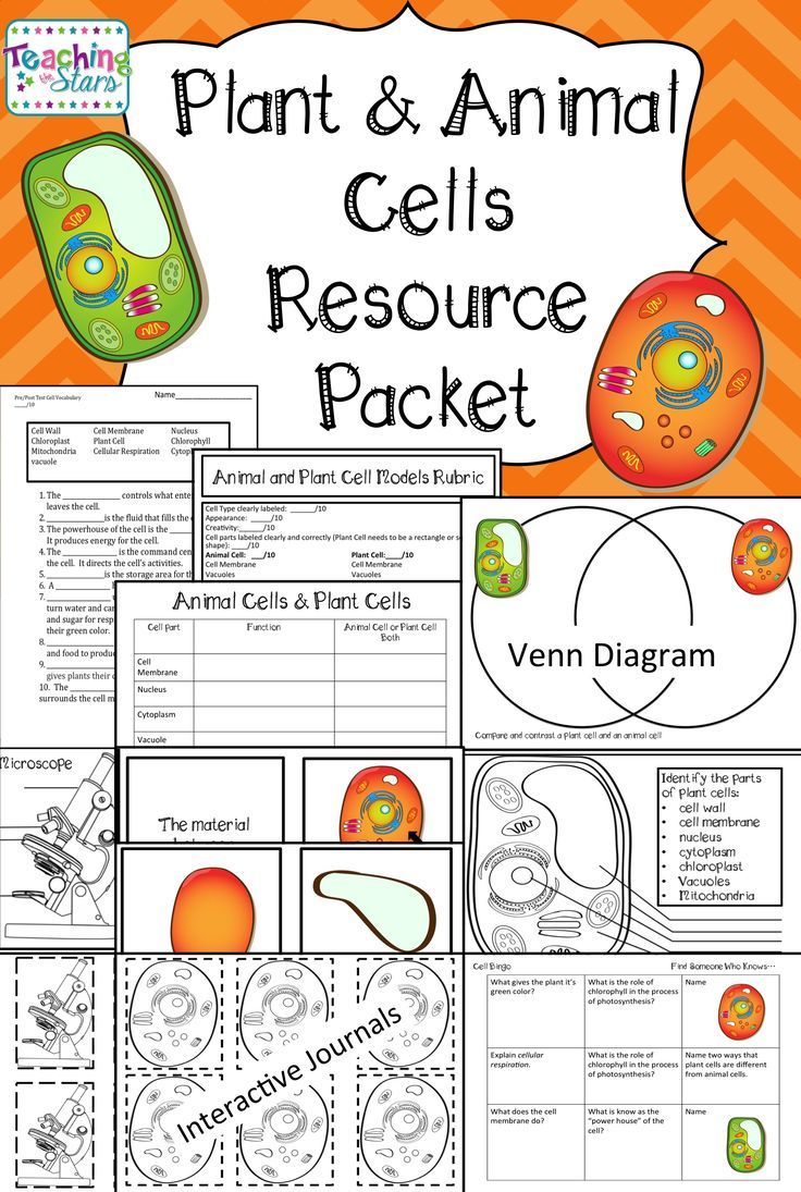 Worksheets Comparing Plant And Animal Cells Worksheet best 25 plant cell functions ideas on pinterest function of and animal cells unit