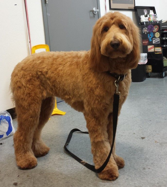 Paws And Pose Dog Grooming Paws And Pose Dog Grooming
