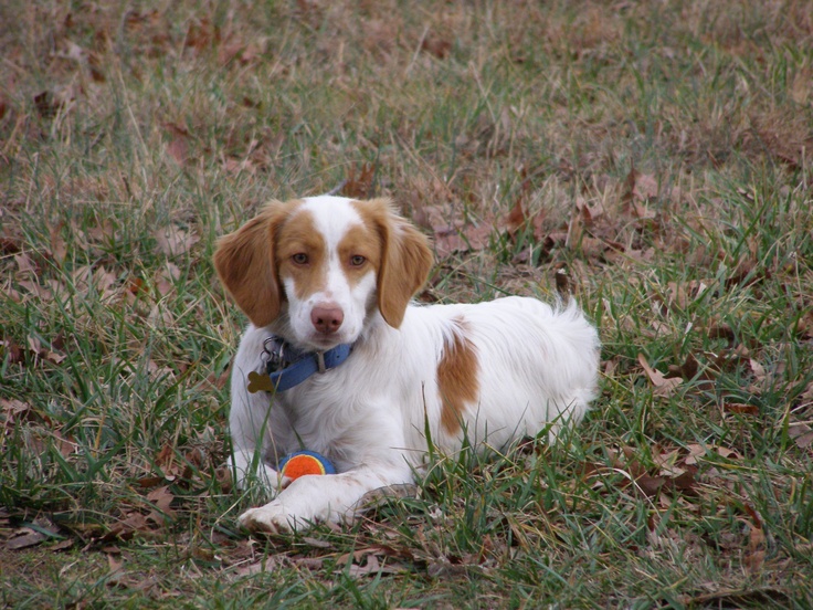 Dog Breeds List Britanny Dog Breeds List Britanny