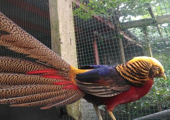 Pheasant Http Ift Tt 2vzbwyf