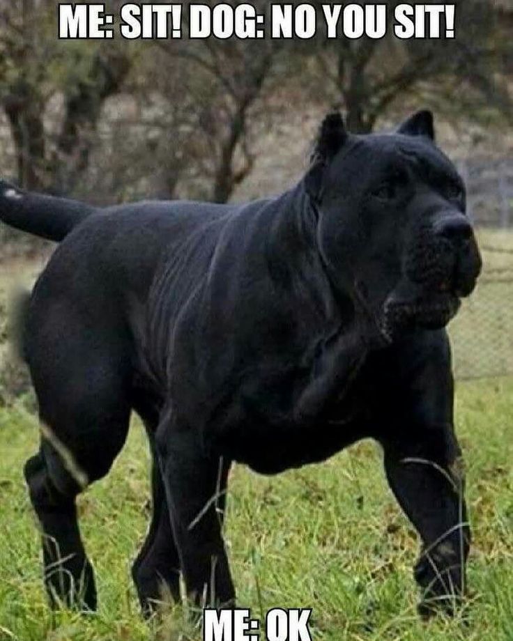 Best 25+ Cane corso ideas on Pinterest | Italian mastiff Best 25+ Cane corso ideas on Pinterest | Italian mastiff