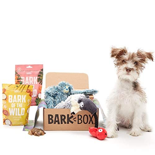 Barkbox Small Rainfurrest Dog Toy Treat Bundle Assortment