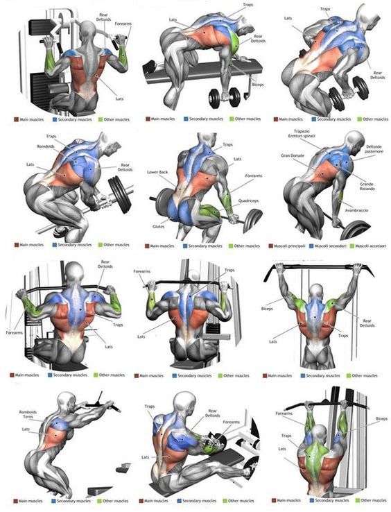 Knowing the muscles you’re about to work on can be extremely beneficial. Next … Knowing the muscles you’re about to work on can be extremely beneficial. Next …
