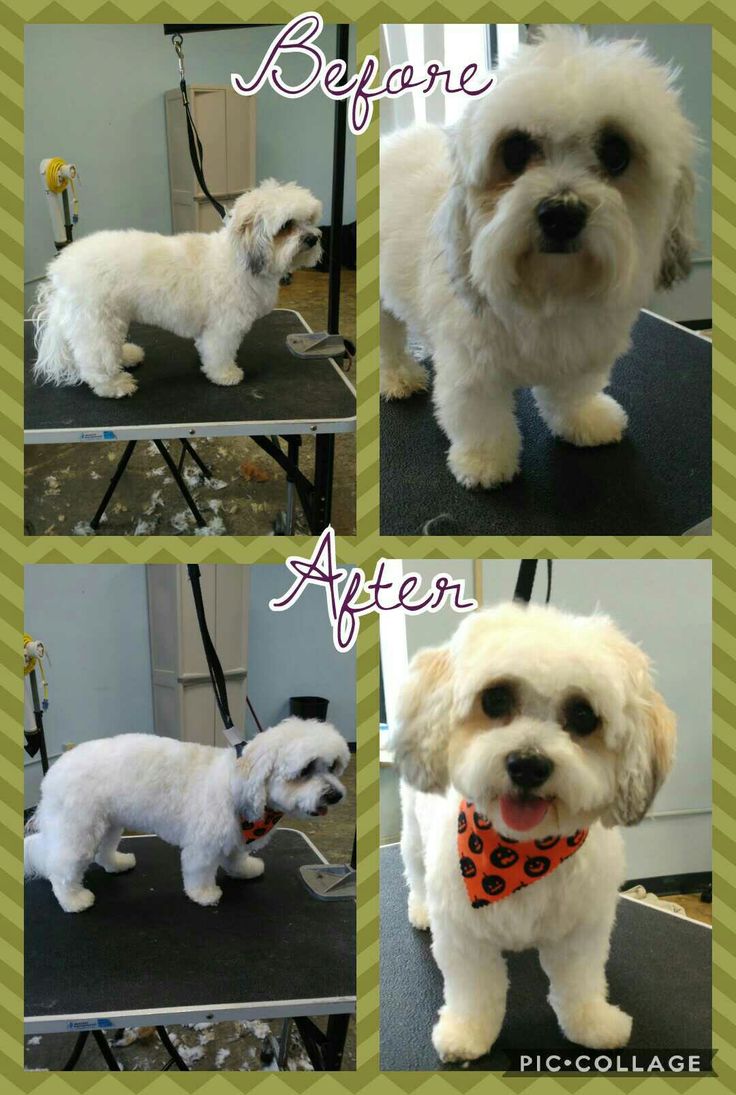 Love My Puppy Grooming