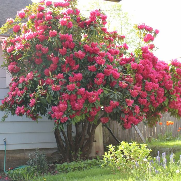 Rhododendron Red Jack 杜鵑