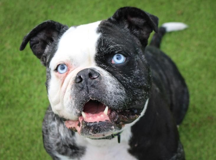 Pin By Rescue Pets On Dogs Bulldogs Mastiffs In Rescue Pets