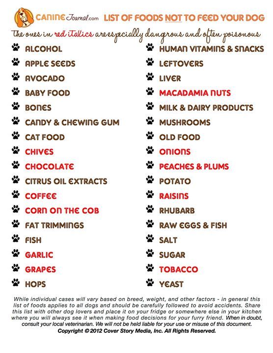 what-can-dogs-not-eat-lists-of-safe-toxic-foods-for-your-dog-fruits
