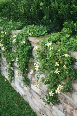 Plants That Will Hang Over Walls Garden Design Ideas Plants That Will Hang Over Walls Garden Design Ideas