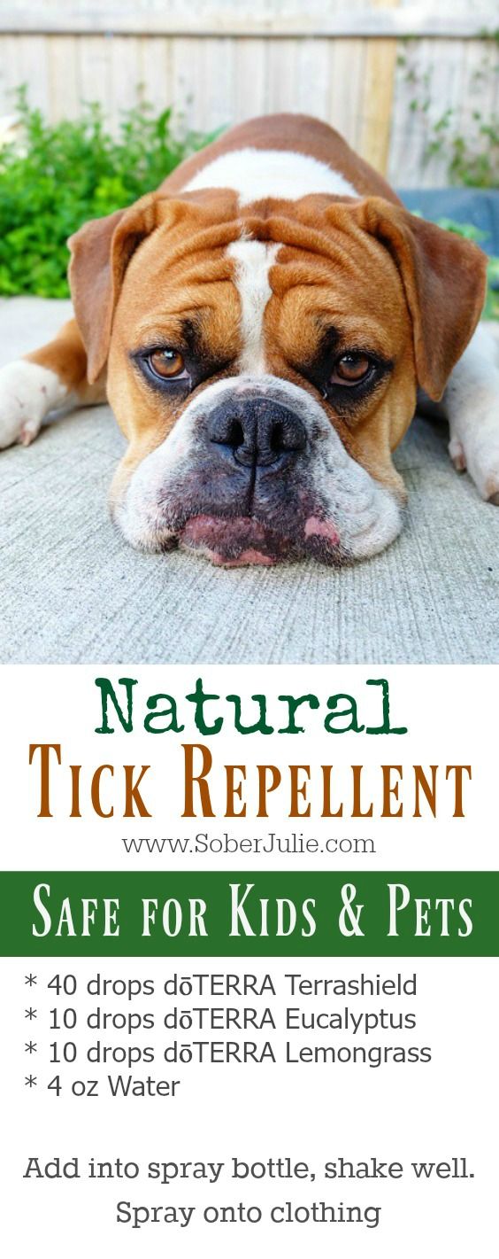 best tick repellent for dogs best 25 tick repellent ideas on tick best tick repellent for dogs best 25 tick repellent ideas on tick