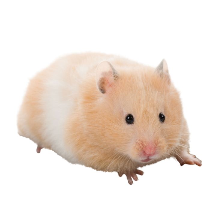 Best 25+ Long haired hamster ideas on Pinterest | Bad hair ... Best 25+ Long haired hamster ideas on Pinterest | Bad hair ...