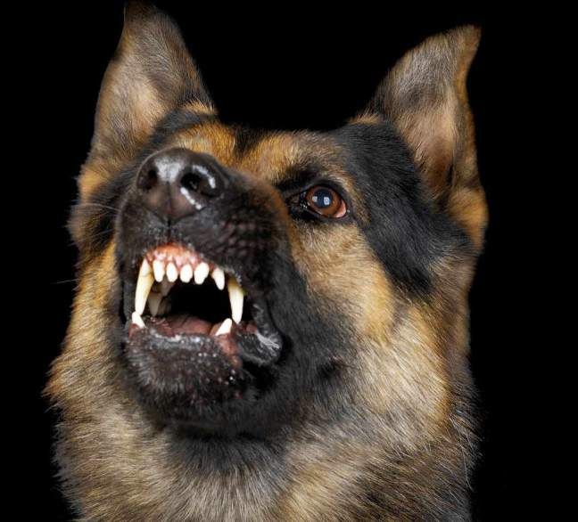 The Gift Of A Growl German Shepherd Pictures German Shepherd Dogs