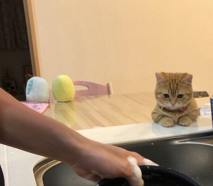 流し台の現場監督 愛猫のおかげで洗い物がはかどる Yahoo Japan 猫 マンチカン ぷっちょ 流し台の現場監督 愛猫のおかげで洗い物がはかどる Yahoo Japan 猫 マンチカン ぷっちょ