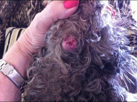 how to remove warts on dogs 23 best warts dogs images on bump cider vinegar and grooming business how to remove warts on dogs 23 best warts dogs images on bump cider vinegar and grooming business